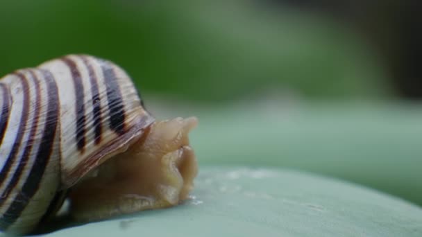 그린 리프에 있는 달팽이 크로스 클 — 비디오