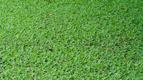 Organische textuur van pistia plant — Stockvideo
