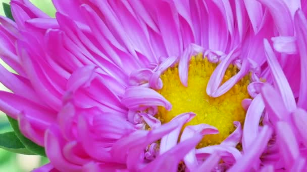 Honungsbin samla Pollen på blomma — Stockvideo