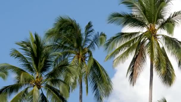 Palmiers sur ciel avec nuages blancs arrière-plan — Video