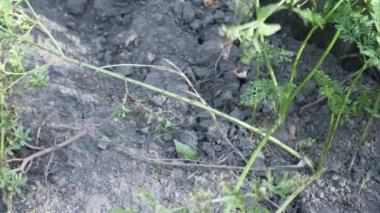 Doğada sebze bahçesinde olgun havuçlar.