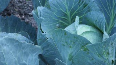 Lahana ve bir sürü lahana yaprağı