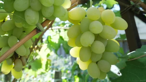 Racimos de uvas verdes blancas maduras frescas con hojas verdes — Vídeo de stock