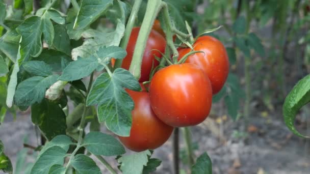 Φρέσκια κόκκινη ώριμη ντομάτα καλλιεργούνται σε Μπους στον κήπο — Αρχείο Βίντεο