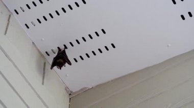 Malezyalı uçan tilki evin çatısında asılı.