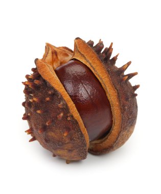 Beyaz bir arka plan üzerinde izole kabuk ile kestane yakın çekim.