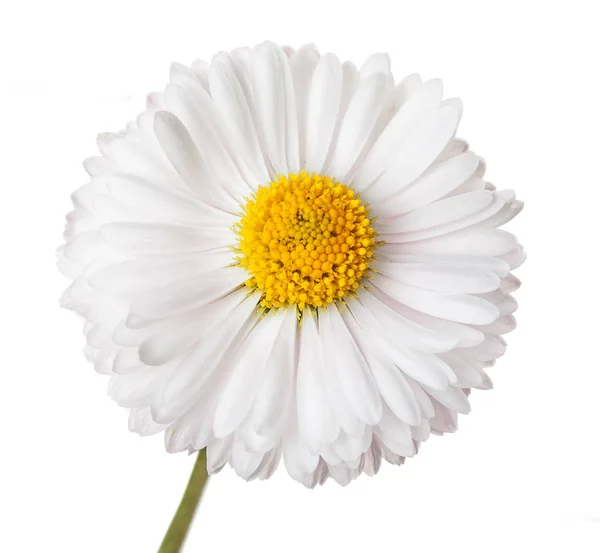 Hermosa flor de manzanilla, aislada sobre un fondo blanco, c — Foto de Stock