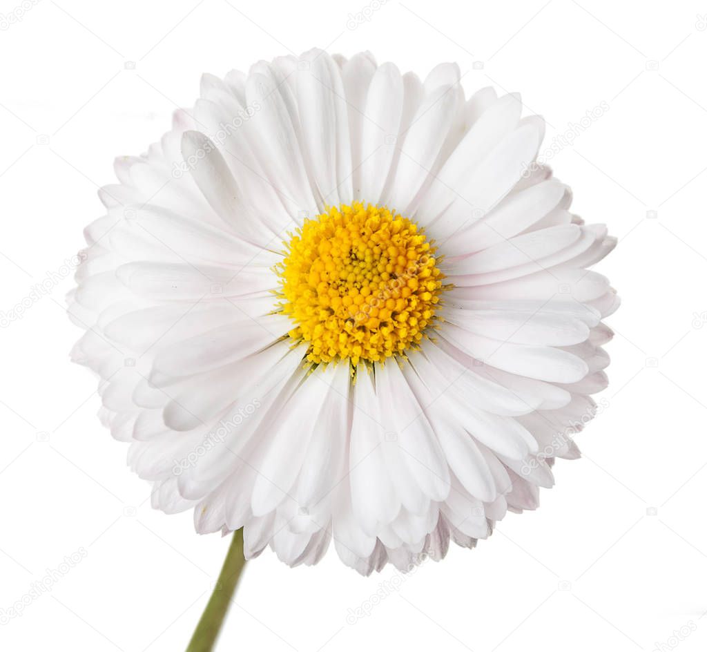 Beautiful flower of chamomile, isolated on a white background, c
