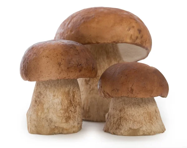 Три гриба boletus edulis выделены на белом фоне, затылок — стоковое фото