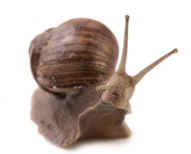 Beyaz bir arka plan üzerinde izole merak üzüm salyangoz yakın çekim.