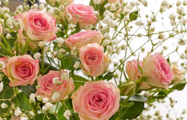 Küçük beyaz çiçekli küçük dekoratif pembe Gül yakın çekim.