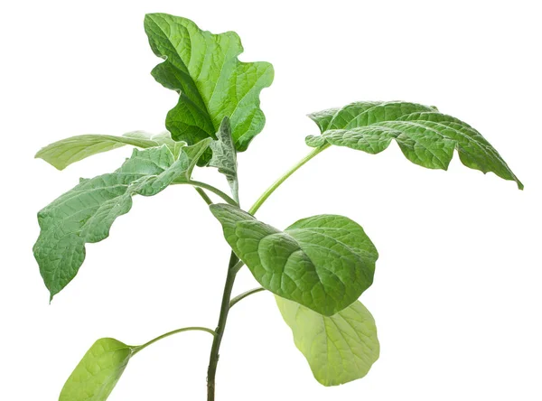 Uma planta cultivada de sementes de uma berinjela isolada em um fundo branco — Fotografia de Stock