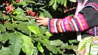 Akha hill malzeme çekme arabica kahve çekirdeği içinde kırmızı ve yeşil olan şube ağaç ekimi, kahve süreci
