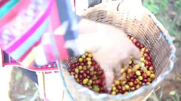 Akha mano raccogliendo e separando i chicchi di caffè maturi da un cesto di rattan . — Video Stock