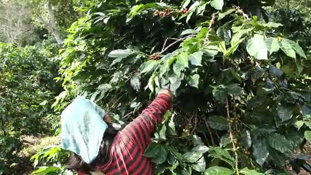 Agricultor de café colhendo grãos de café na fazenda de café, processo de café — Vídeo de Stock