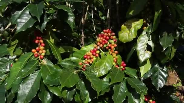 Agricultor de café cosechando granos de café en la granja de café, proceso de café — Vídeos de Stock