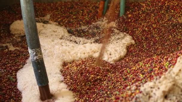 Iniciando o processo de limpeza com grãos de café recentemente maduros das árvores, processo de café — Vídeo de Stock