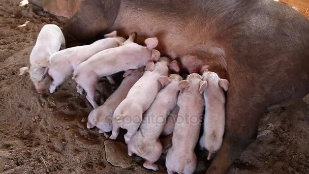 Gruppe hungriger Ferkel kämpft ums Stillen, Schweinemastanlage — Stockvideo