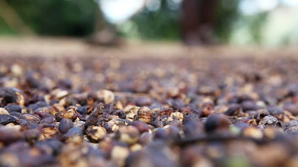 Il lavoratore prepara chicchi di caffè per asciugarsi su una terra, un processo di fabbrica di caffè , — Video Stock