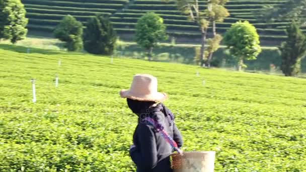 Trabalhando indo para colher chá verde . — Vídeo de Stock