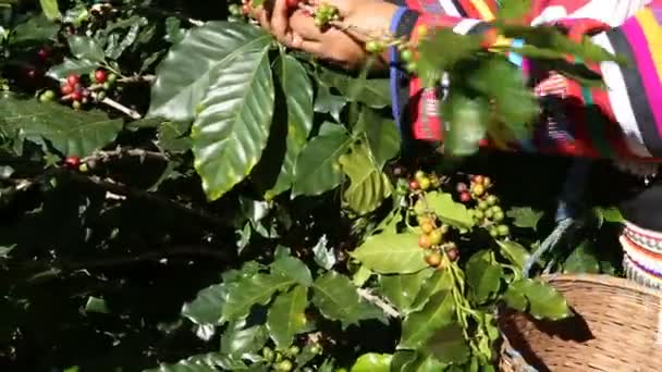Akha hill plockning arabica kaffebönor i rött och grönt på dess filial träd på plantation, kaffe processen — Stockvideo