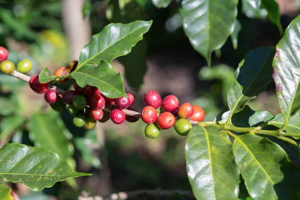 Kahvenin içinde bulunan Doi Chang kahve çiftliğinde sökmek