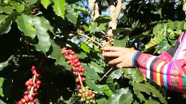 Koffie boer koffieboon oogsten — Stockvideo