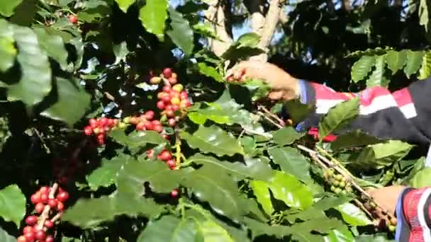 Bonde skörd kaffe kaffebönor — Stockvideo