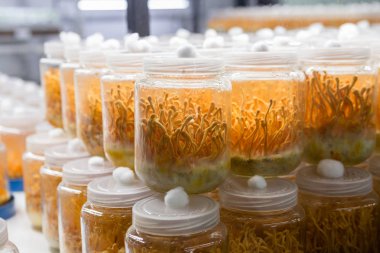 Taze Cordyceps militaris cam bottles.lab odasında