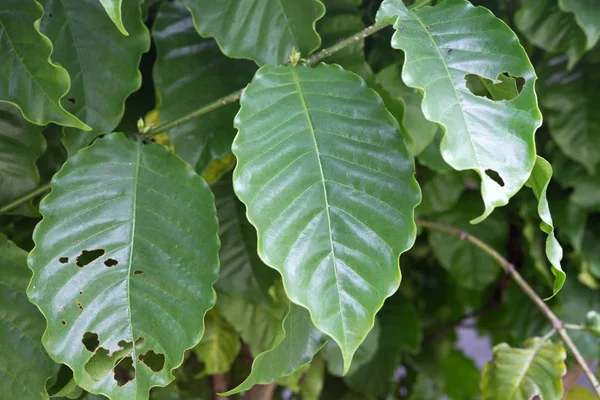 Coffee leaf on  coffee tree