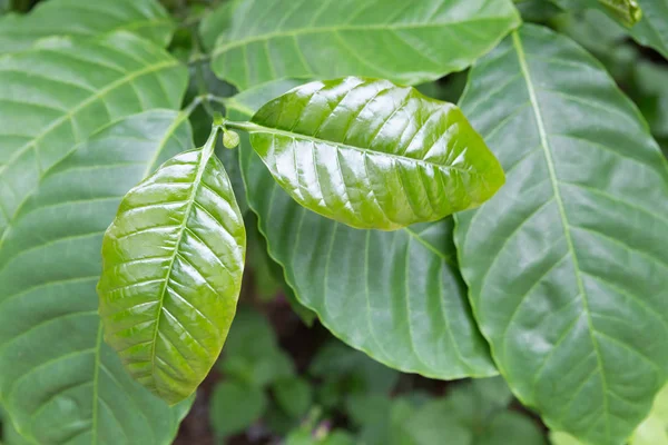 Coffee leaf on  coffee tree