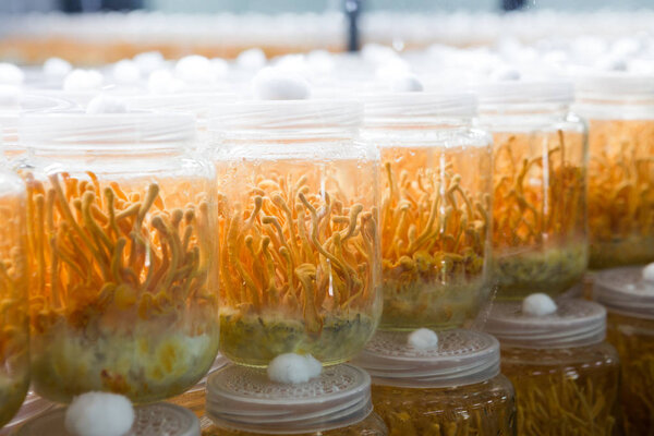 Fresh Cordyceps militaris in Glass bottles.