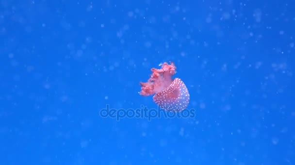 Рожева медуза плаває в акваріумі в морському науковому інституті — стокове відео
