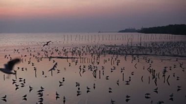 martı ve romantik günbatımı ışık, göçmen kuşlar akşam Tayland at