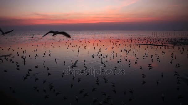 Γλάρος και ρομαντικό ηλιοβασίλεμα στην Ταϊλάνδη, το βράδυ φως, αποδημητικά πουλιά — Αρχείο Βίντεο
