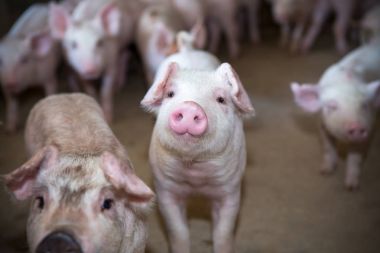 Piglet domuz çiftliğinde