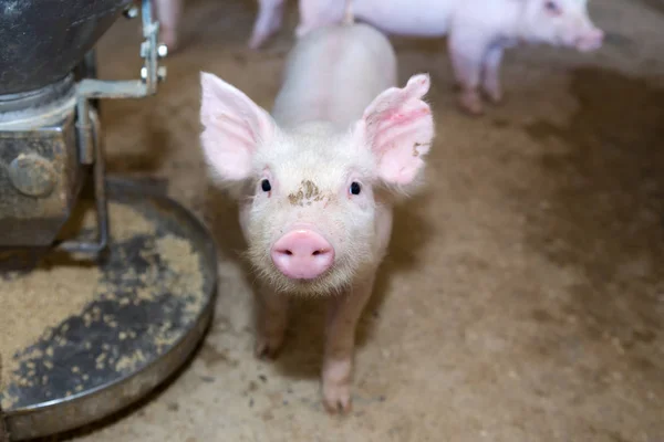 Świnia w farmie tajski rośnie. — Zdjęcie stockowe