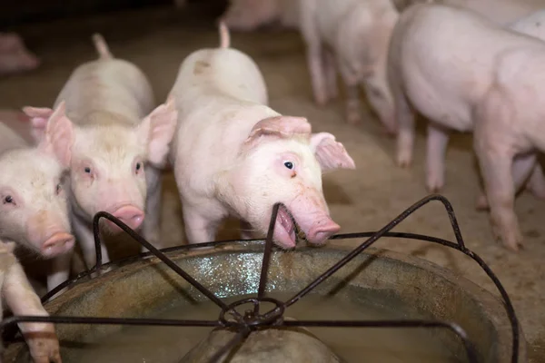 En gris i en thailändsk gård växer. — Stockfoto