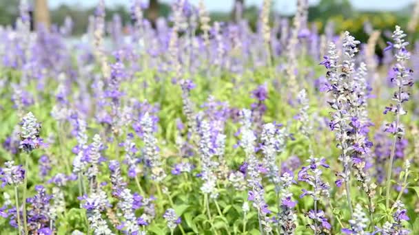 Lilla salvia blomster i haven – Stock-video