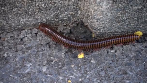 A brown millipede climbing on the floor. — Stock Video