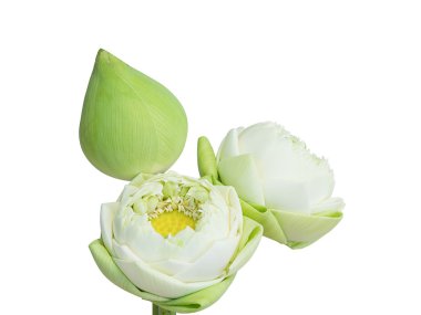 izole beyaz zemin üzerine beyaz lotus.