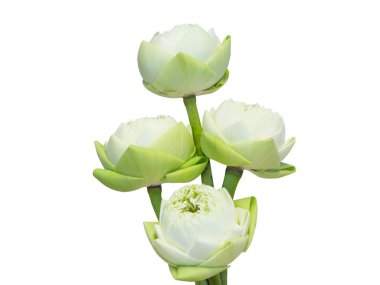 izole beyaz zemin üzerine beyaz lotus.