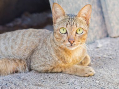 Yerde yatan kedi. Kedi fotoğraf makinesi vasıl seyir.