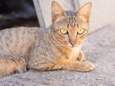 Yerde yatan kedi. Kedi fotoğraf makinesi vasıl seyir.