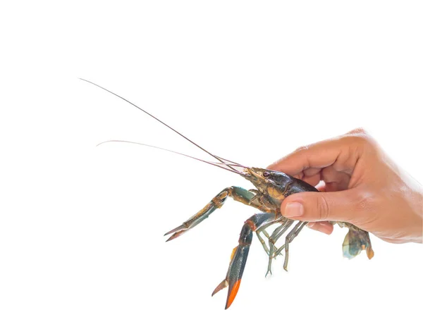 Mano sosteniendo garra roja Cangrejo de río. aislado sobre fondo blanco . — Foto de Stock