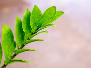 Arkaplan için su damlaları olan yeşil yaprak.
