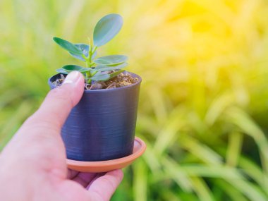 elini bir bitki tencerede tutuyor. Sarı yapraklar arka plan. Işık parlaması.