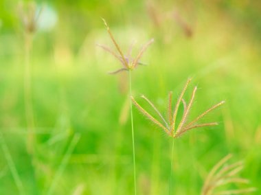 Yeşil çim çimen çiçek ve yumuşak odak.