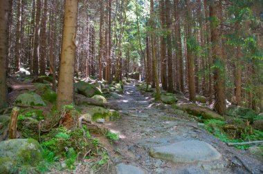 Kasaba Shierke Almanya'da yakınındaki ormanda yol