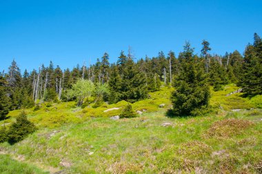 Almanya Harz National park ormanda